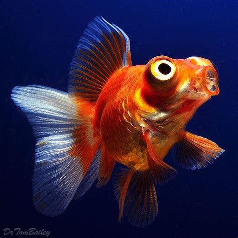 telescope fish|TELESCOPEFISH .